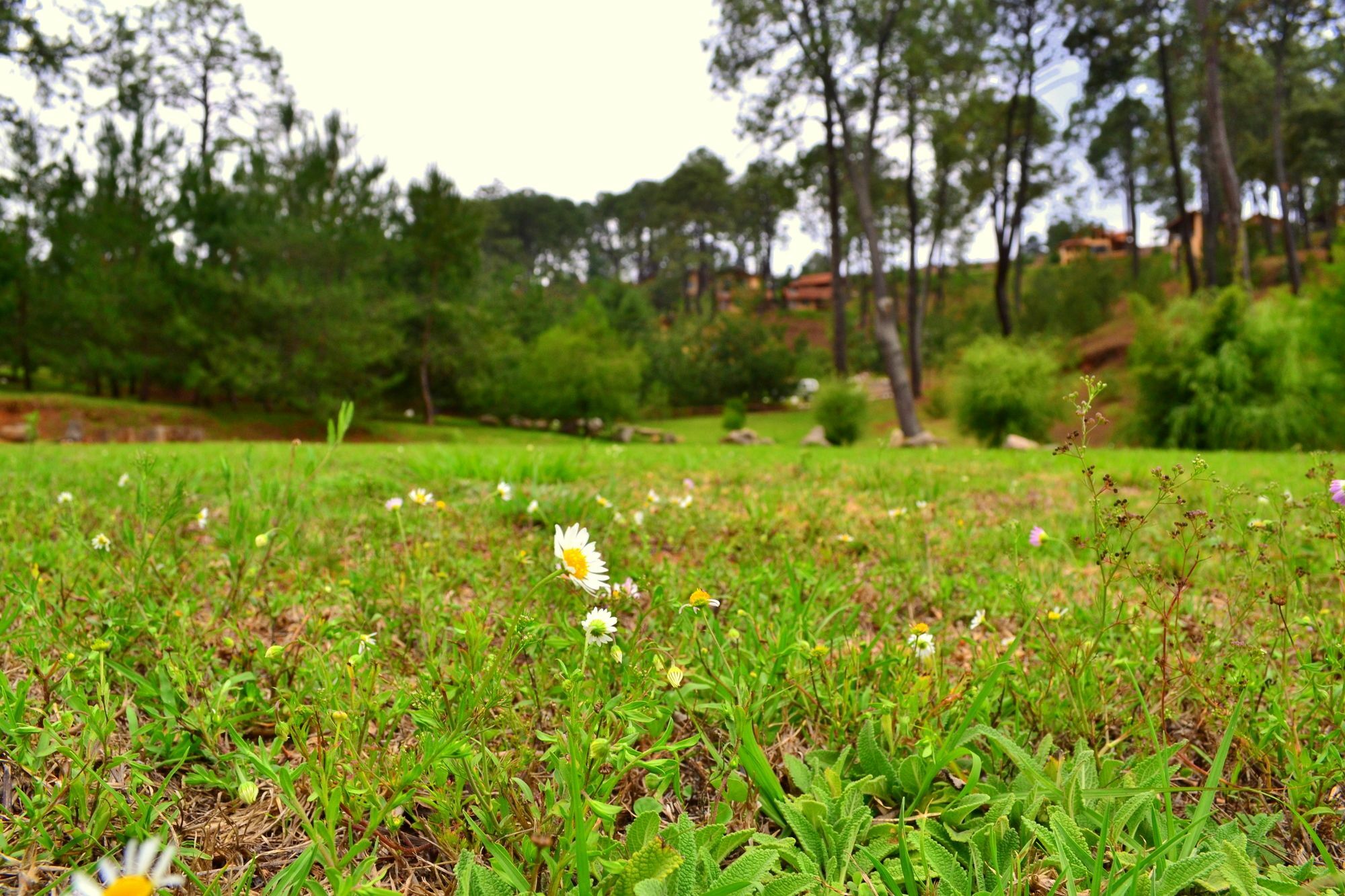 Bosque Escondido Hotel Mazamitla Exterior foto